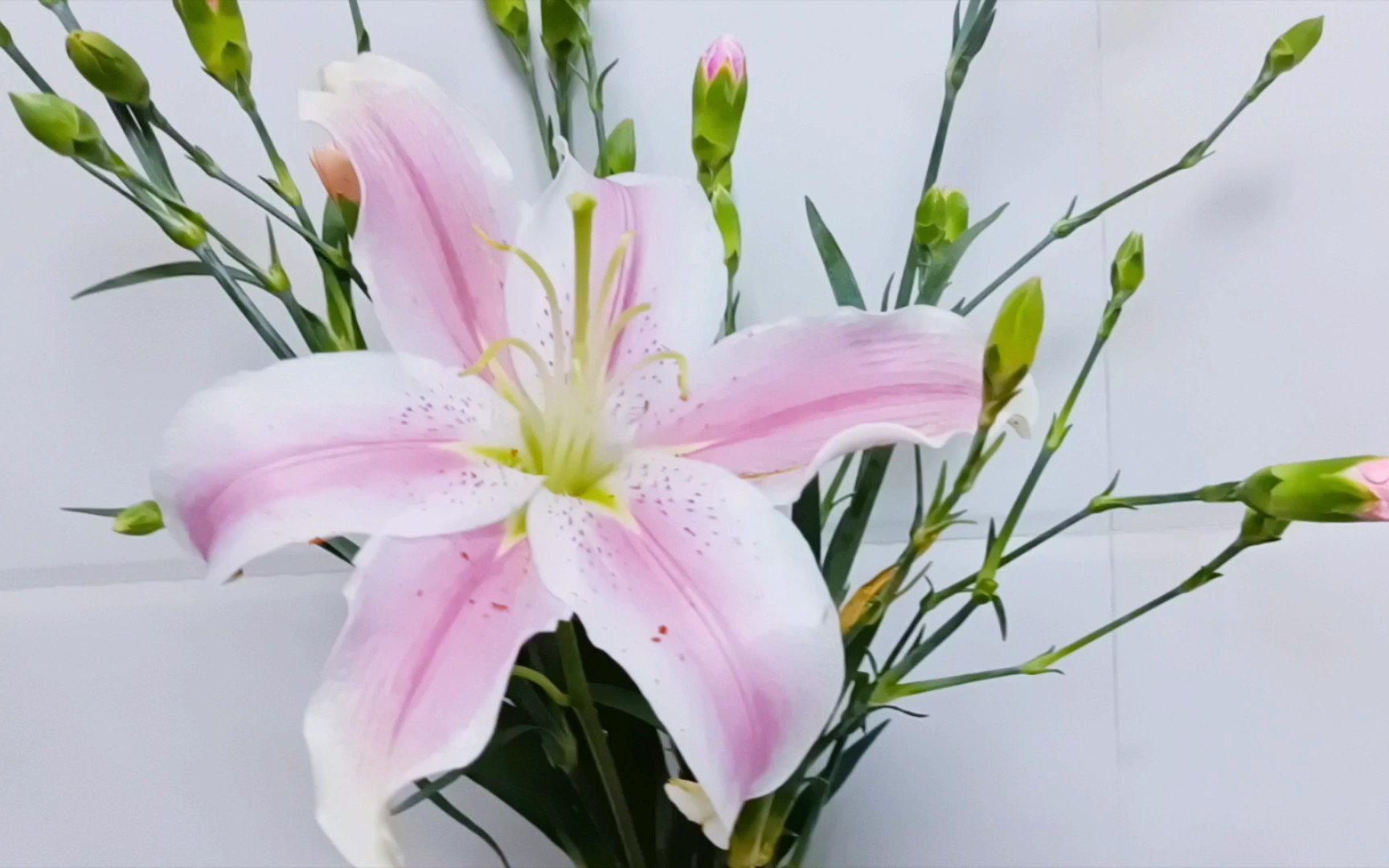 五月花圆舞曲百合