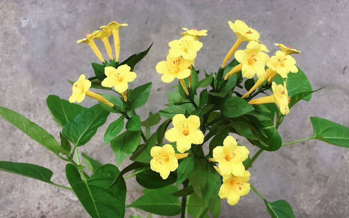 abc tv 折纸花卉 黄色紫茉莉(详细版)