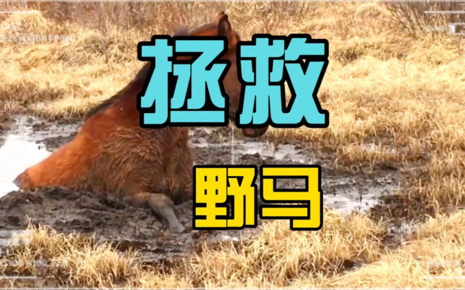 野马陷入泥潭无法自拔,热心大叔助其脱困!
