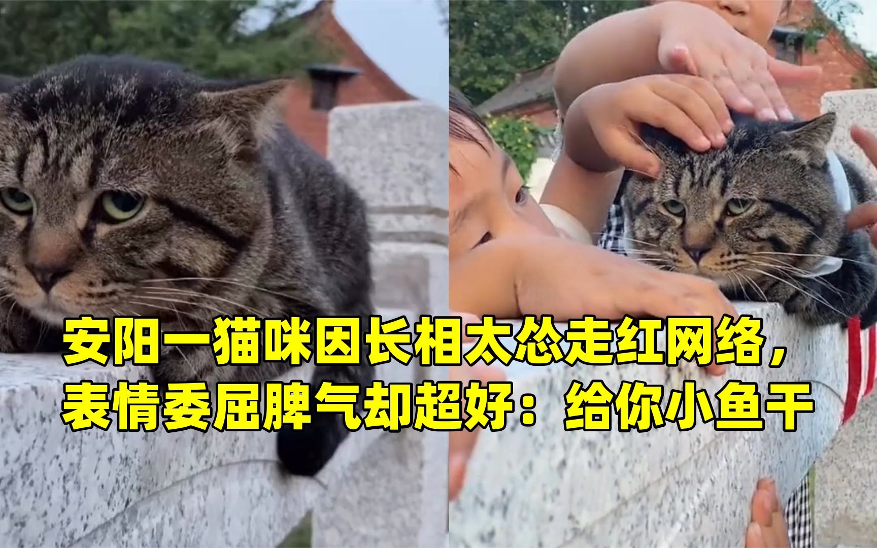 安阳一猫咪因长相太怂走红网络,表情委屈脾气却超好:给你小鱼干哔哩哔哩bilibili