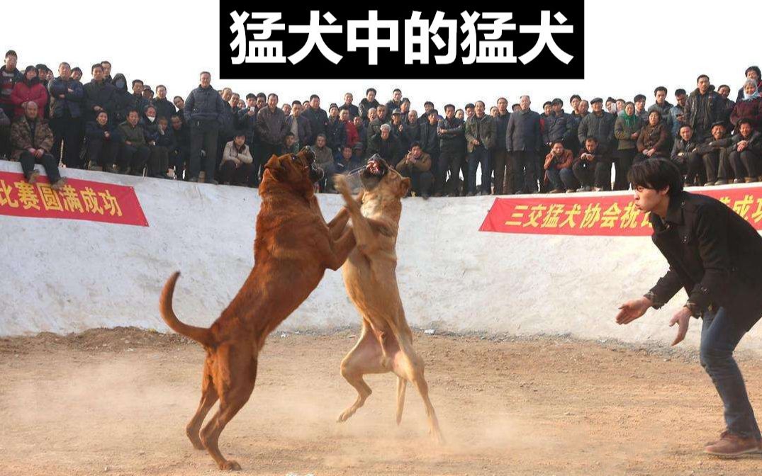 三大禁养烈性犬,猛犬中的猛犬哔哩哔哩bilibili