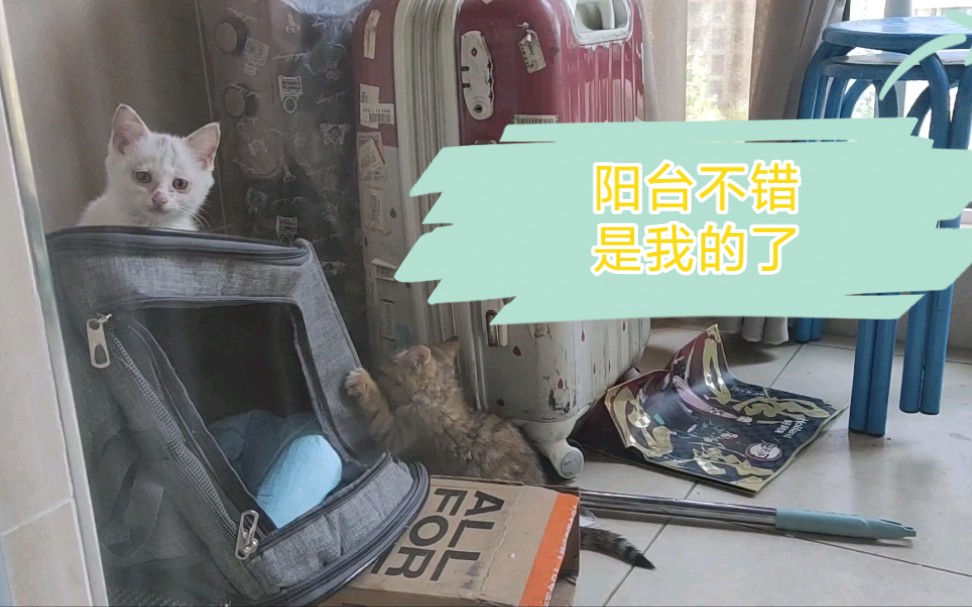 [图]捡来的小猫入住豪华隔离间