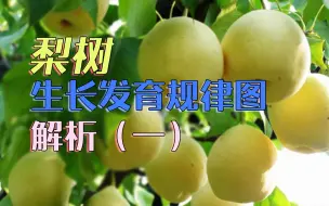 Download Video: 梨树生长发育规律图解析（一）| 中科易农