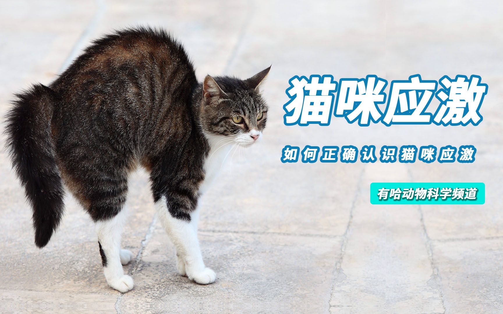 猫咪应激全面解析哔哩哔哩bilibili