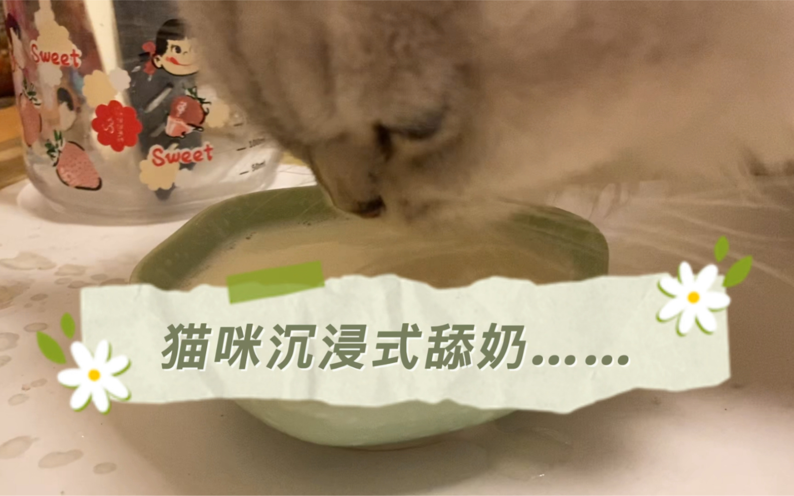 七个月小猫咪沉浸式舔奶,放大声音哦!哔哩哔哩bilibili