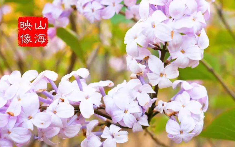 清新唯美紫丁香 春暖花开 《一株紫丁香》课文背景 朗诵 演讲 视频哔哩哔哩bilibili