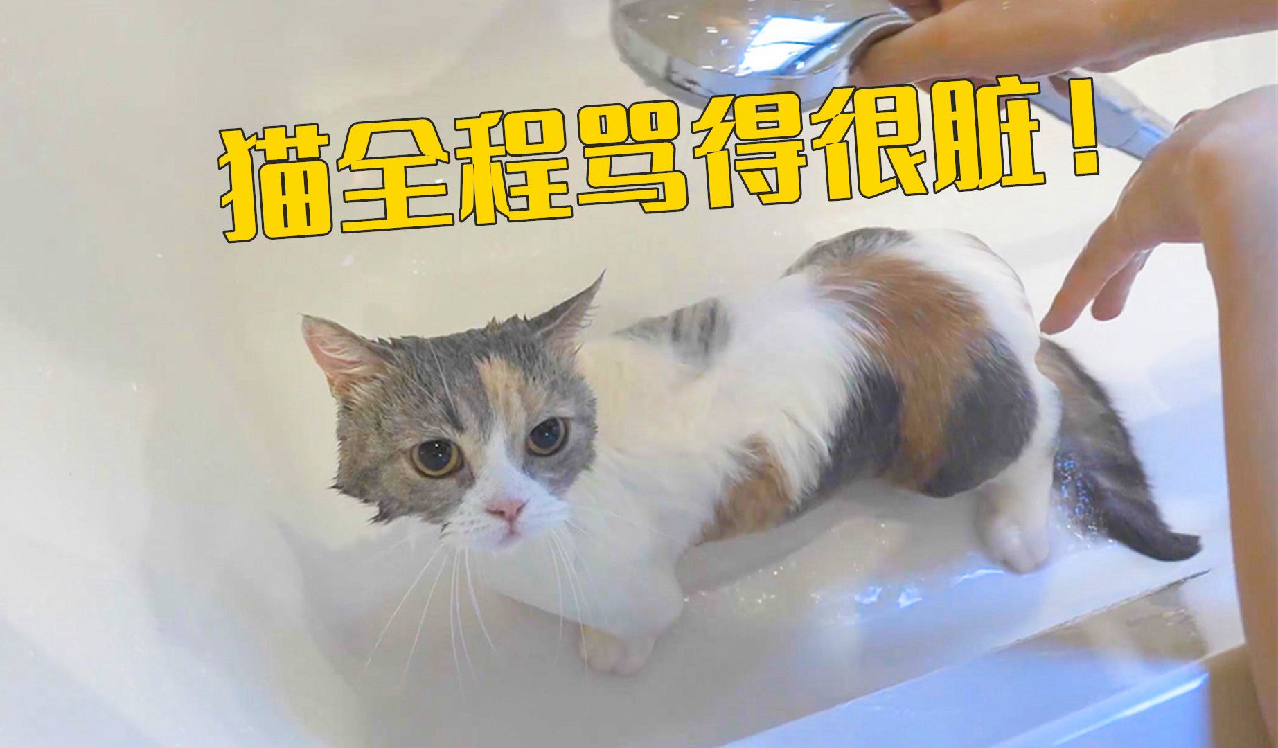 谁家好人通宵洗猫啊?气死猫了!哔哩哔哩bilibili