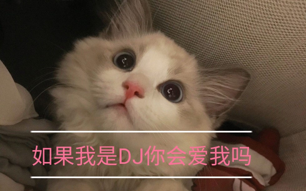 【布偶猫】如果我是dj你会爱我吗?