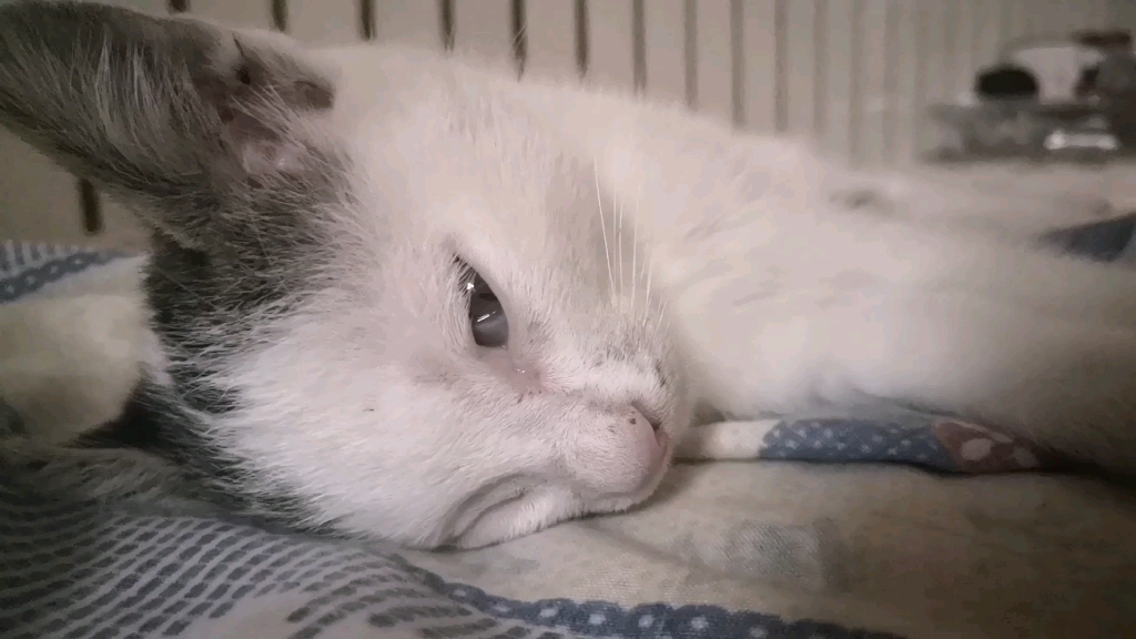 睁着眼睡觉的猫咪