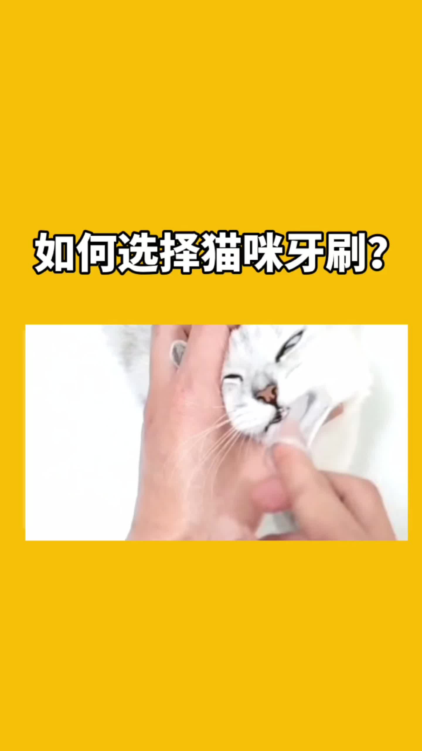 如何选择猫咪牙刷?哔哩哔哩bilibili