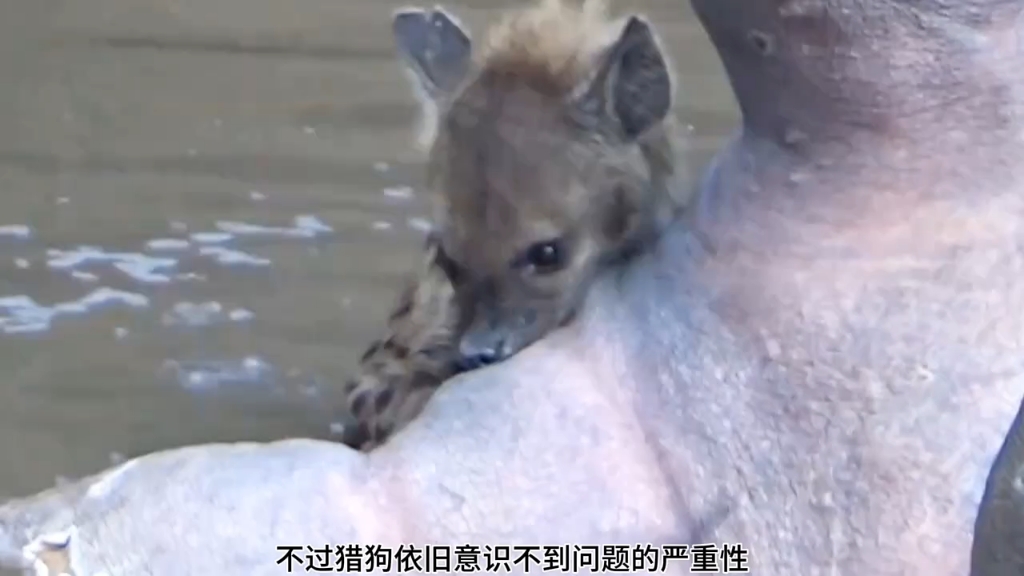 鬣狗 #野生动物纪录片 #动物世界探索