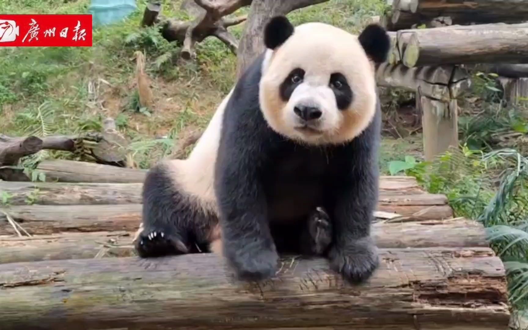 大熊猫强强国国一岁啦!
