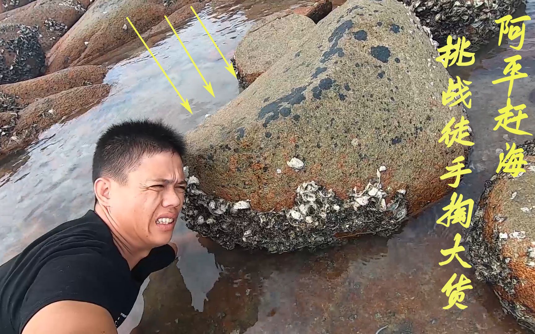 阿平赶海新挑战!石头窝里空手掏猛货,为了抓它胳膊都被海蛎剌伤