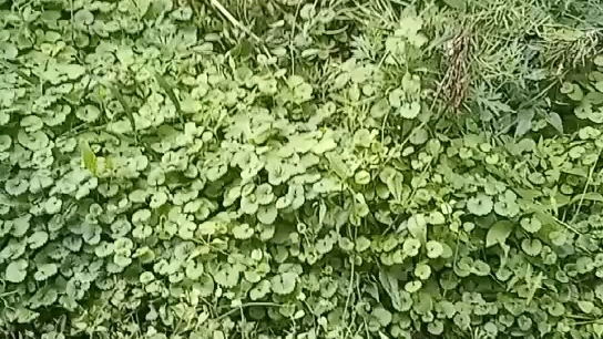 猜猜这是什么草?