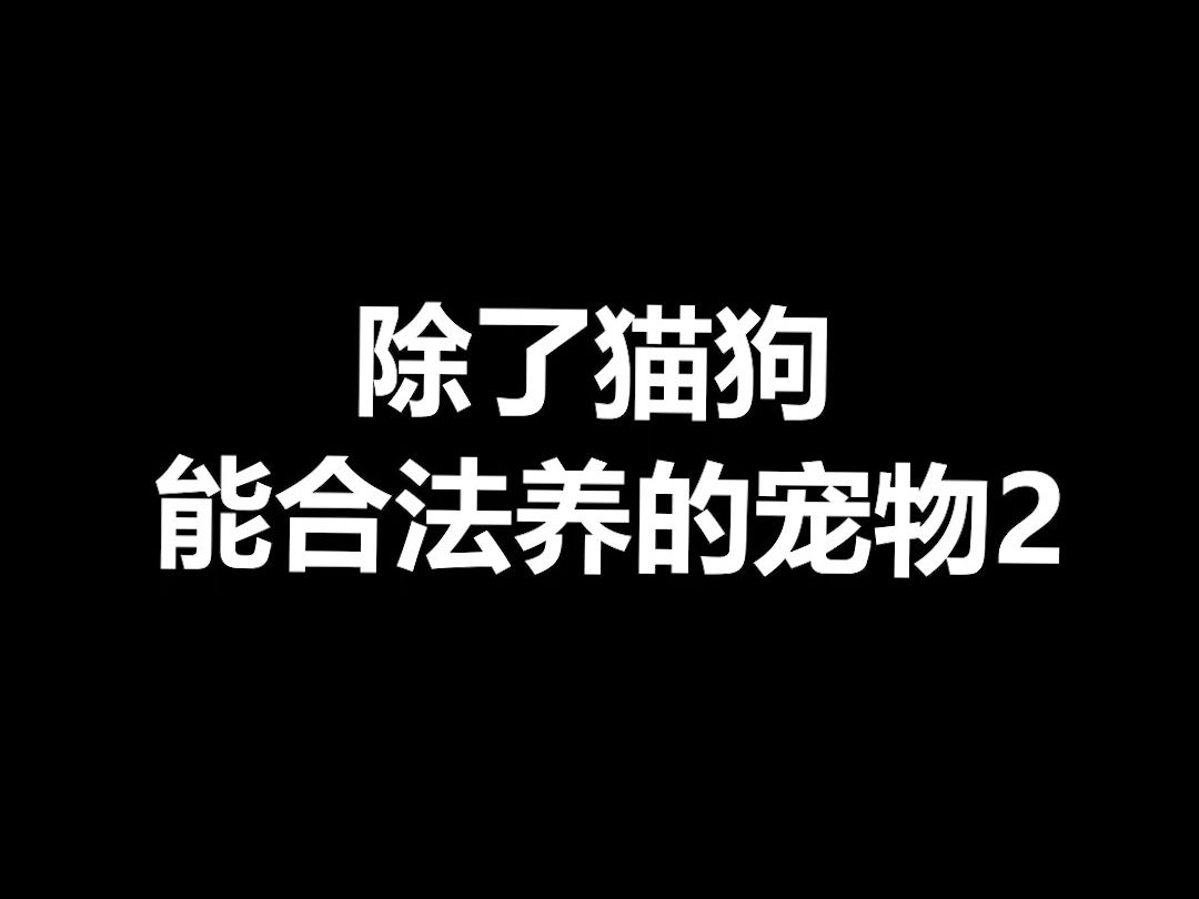 宠物冷知识:除了猫狗还有哪些优秀的宠物可以养,今天来第二期哔哩哔哩bilibili