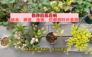 Tải video: 教你给花看病，缺水，病害，虫害，烂根的叶片表现