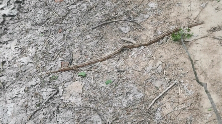 拦路蛇,啥意思呢?