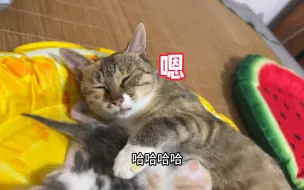 Download Video: 小猫竟然是被小花脸母性大发给叼走了 这下终于母女团聚了