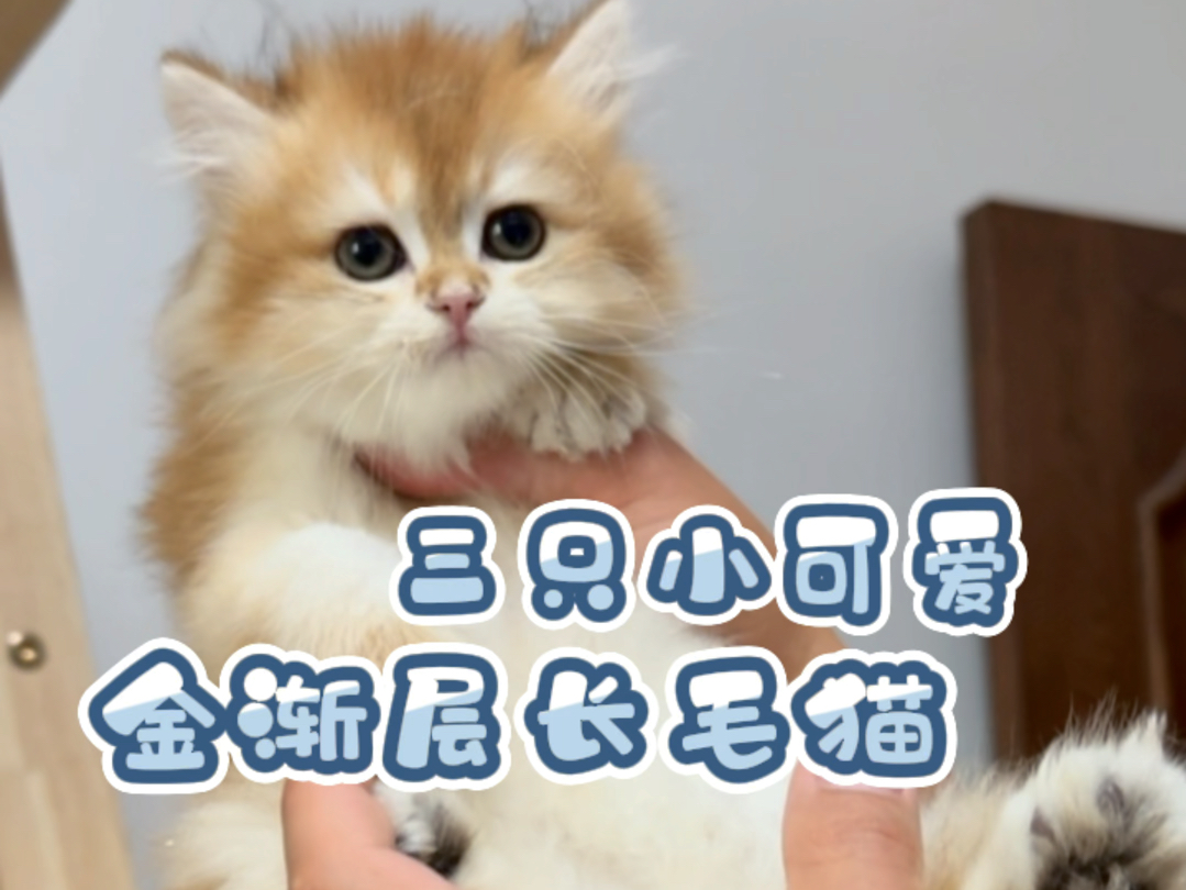 性价比超高的12色金渐层长毛猫哔哩哔哩bilibili