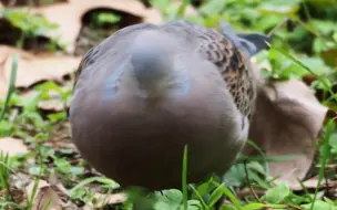 Скачать видео: 巨型山斑鸠3