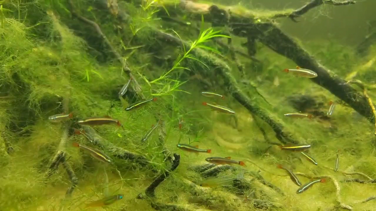 60缸养100条白云金丝是什么体验