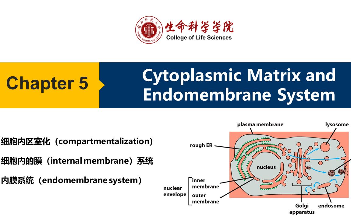 0701 细胞质基质与内膜系统哔哩哔哩bilibili