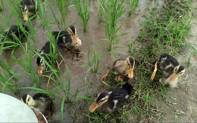 不用除草剂,放鸭子田里吃草吃虫3小时,唤鸭子回家_哔哩哔哩_bilibili