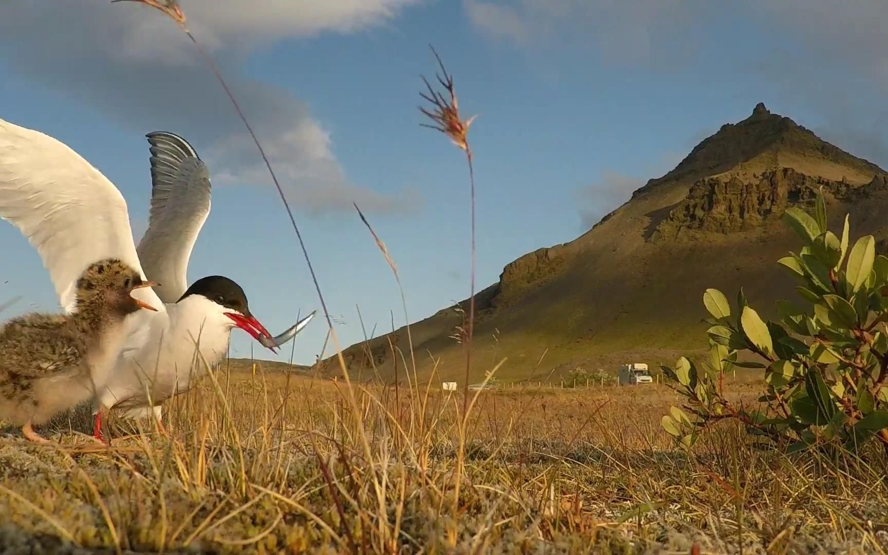 北极燕鸥,一生多次往返南北两极,有时一个来回长达7万公里