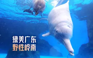 Télécharger la video: 【绿美广东·野性岭南】第1集：一襟珠水