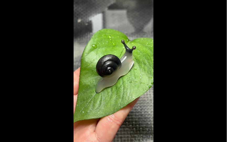 玛瑙蜗牛的教程来咯