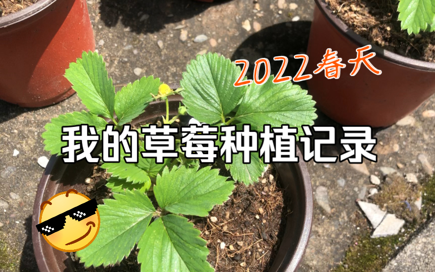 种草莓的第15天 一起来看看草莓吧!哔哩哔哩bilibili