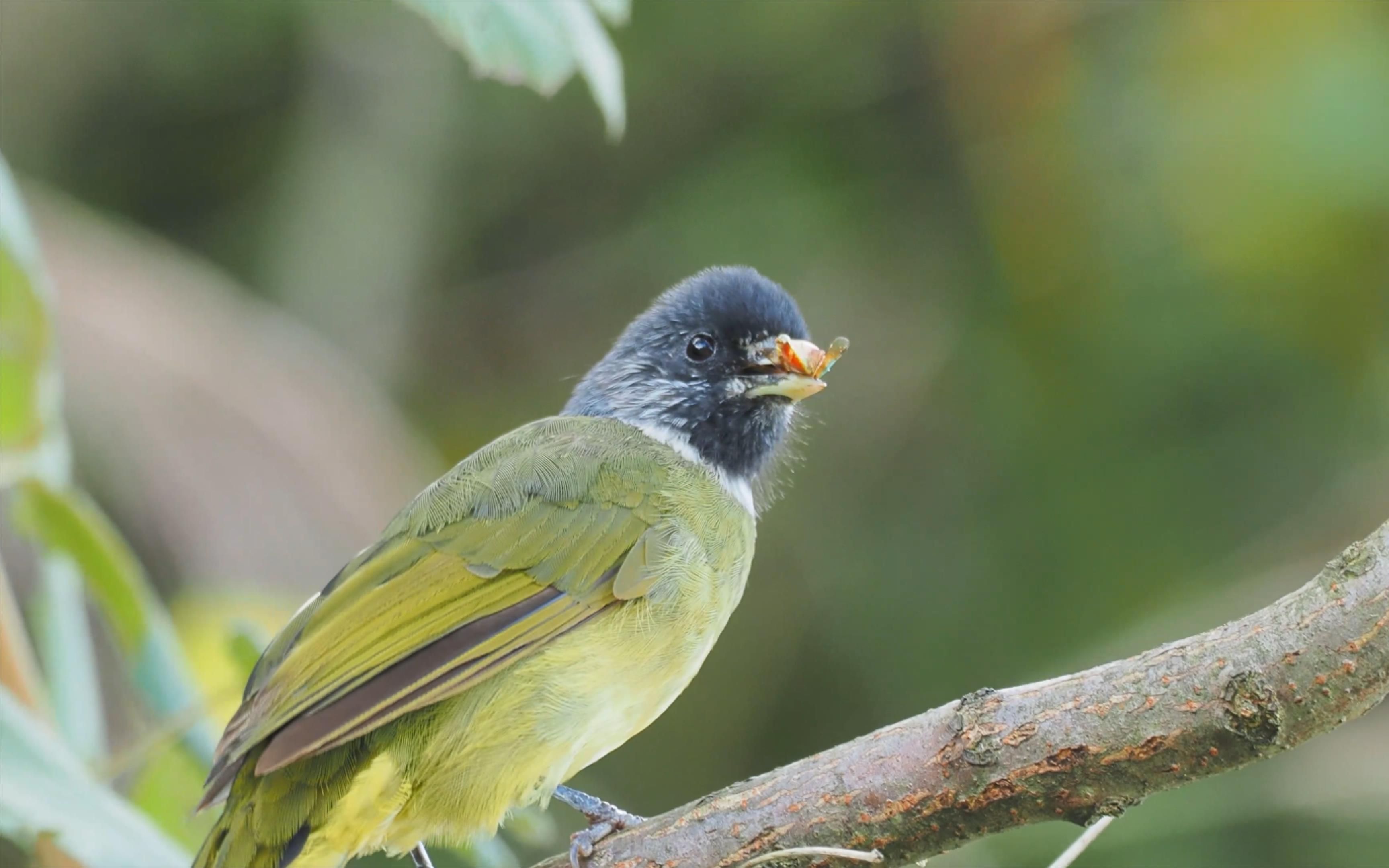 【领雀嘴鹎】 - 1吃虫子,抹口红的时尚靓仔领雀嘴鹎