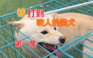 Download Video: 被打到咬人的柴犬第一集