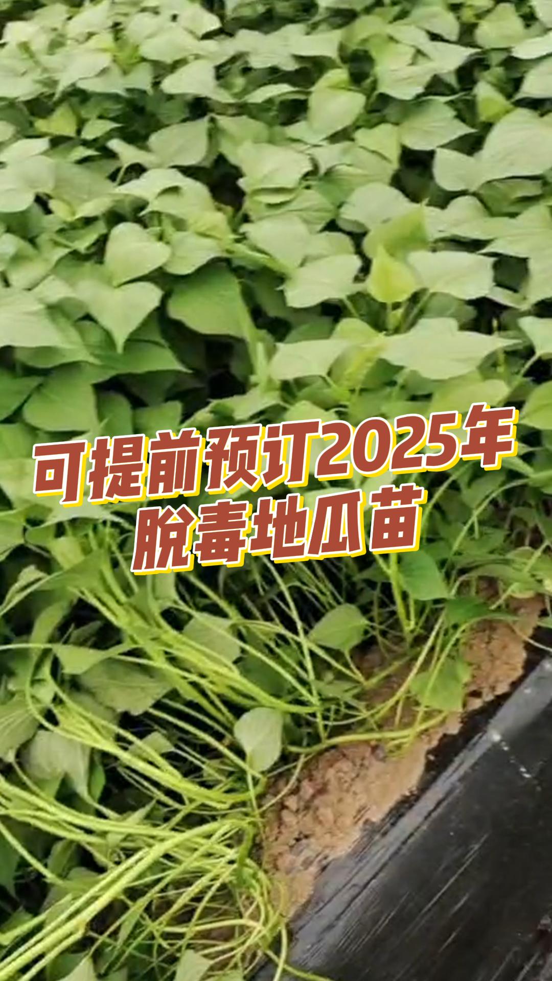 现在就可以提前预订2025年脱毒地瓜苗啦! #脱毒地瓜苗 #脱毒地瓜苗厂家 #脱毒地瓜苗培育 #脱毒地瓜苗批发 #脱毒地瓜苗种植哔哩哔哩bilibili