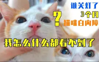 猫白内障_ 搜索结果_哔哩哔哩_Bilibili