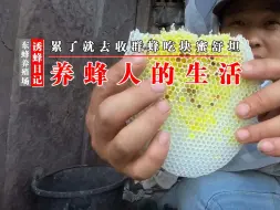 Video herunterladen: 养蜂人的生活就是简单，累了就去收群蜂吃块蜜，疲劳瞬间消散