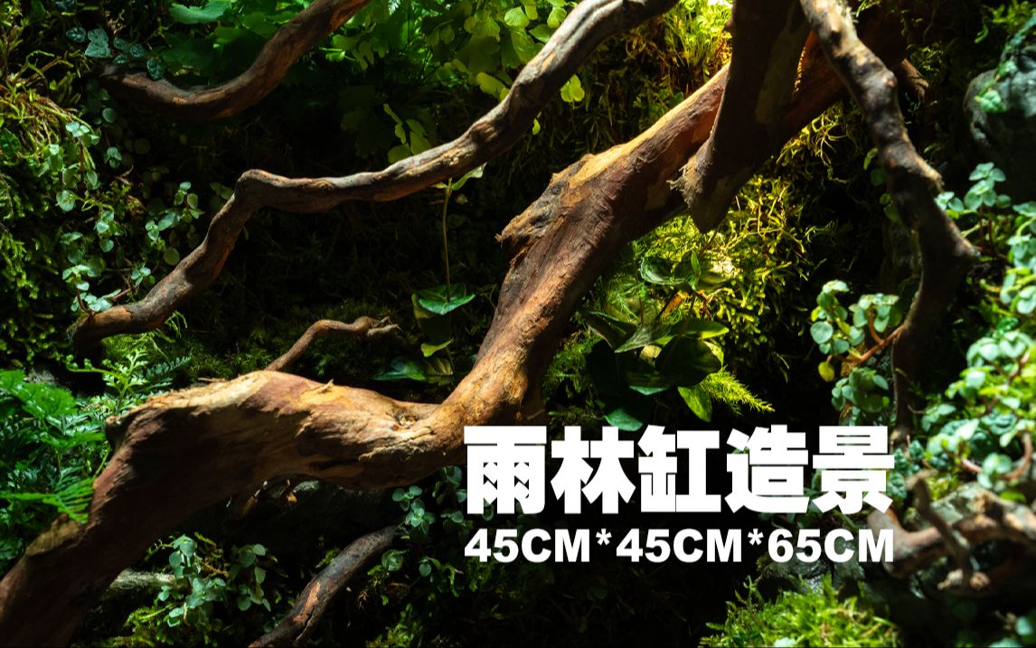 【粉丝定制】45*45*65雨林缸造景