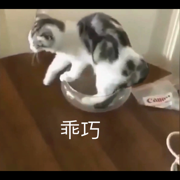 猫:为了不挨打，我选择自闭哈哈哈哈_哔哩哔哩_bilibili