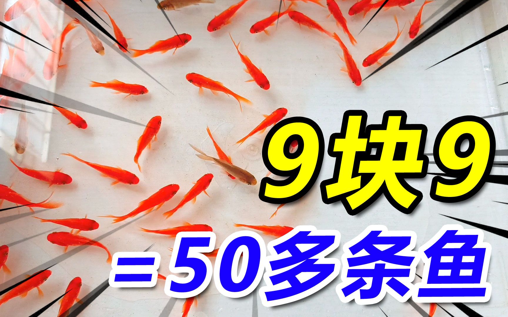 花9块9毛钱在网上买了50条金鱼当宠物养!卖家竟然还多送了6条!哔哩哔哩bilibili