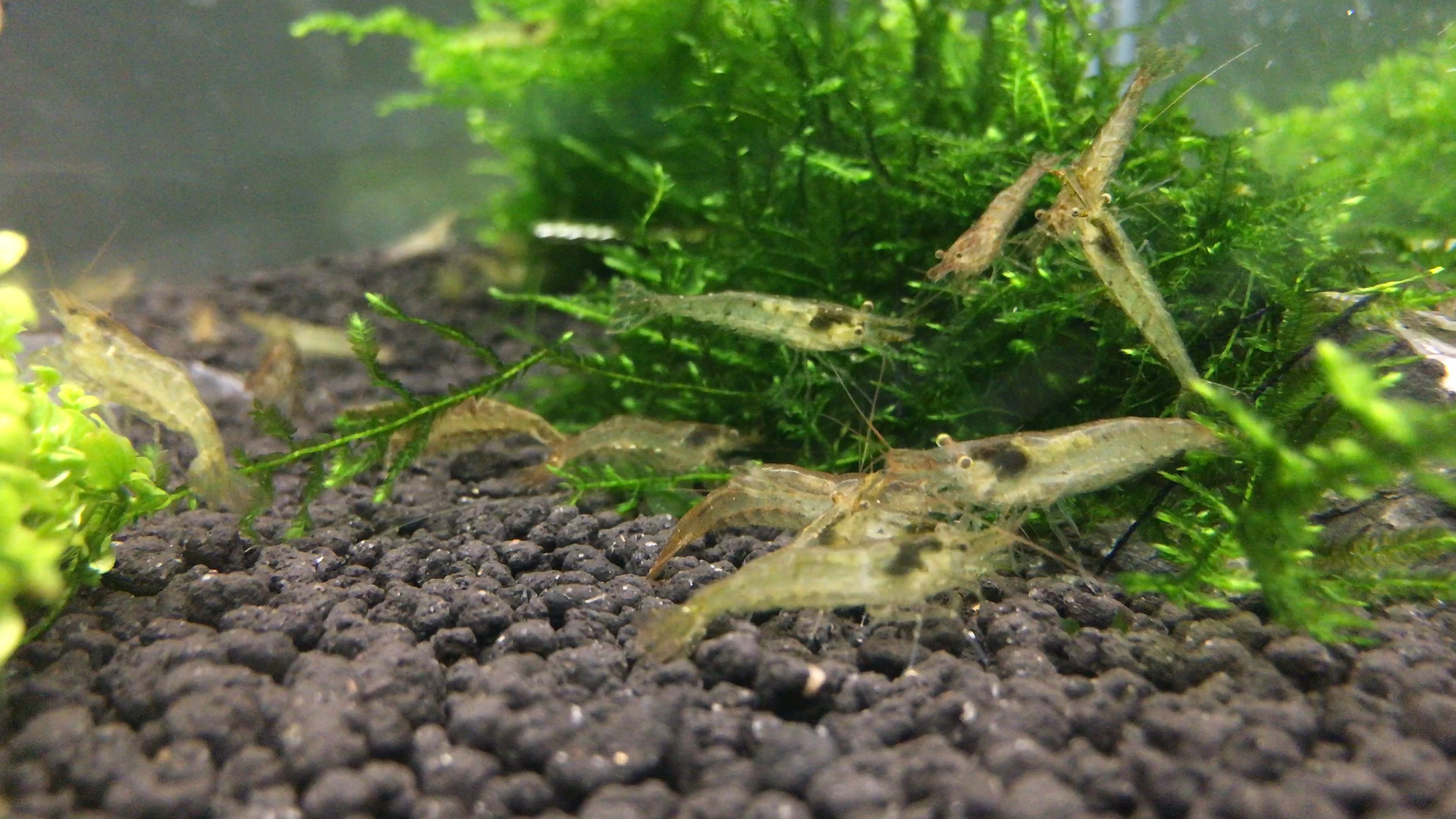 黑壳虾繁殖过程详解图片