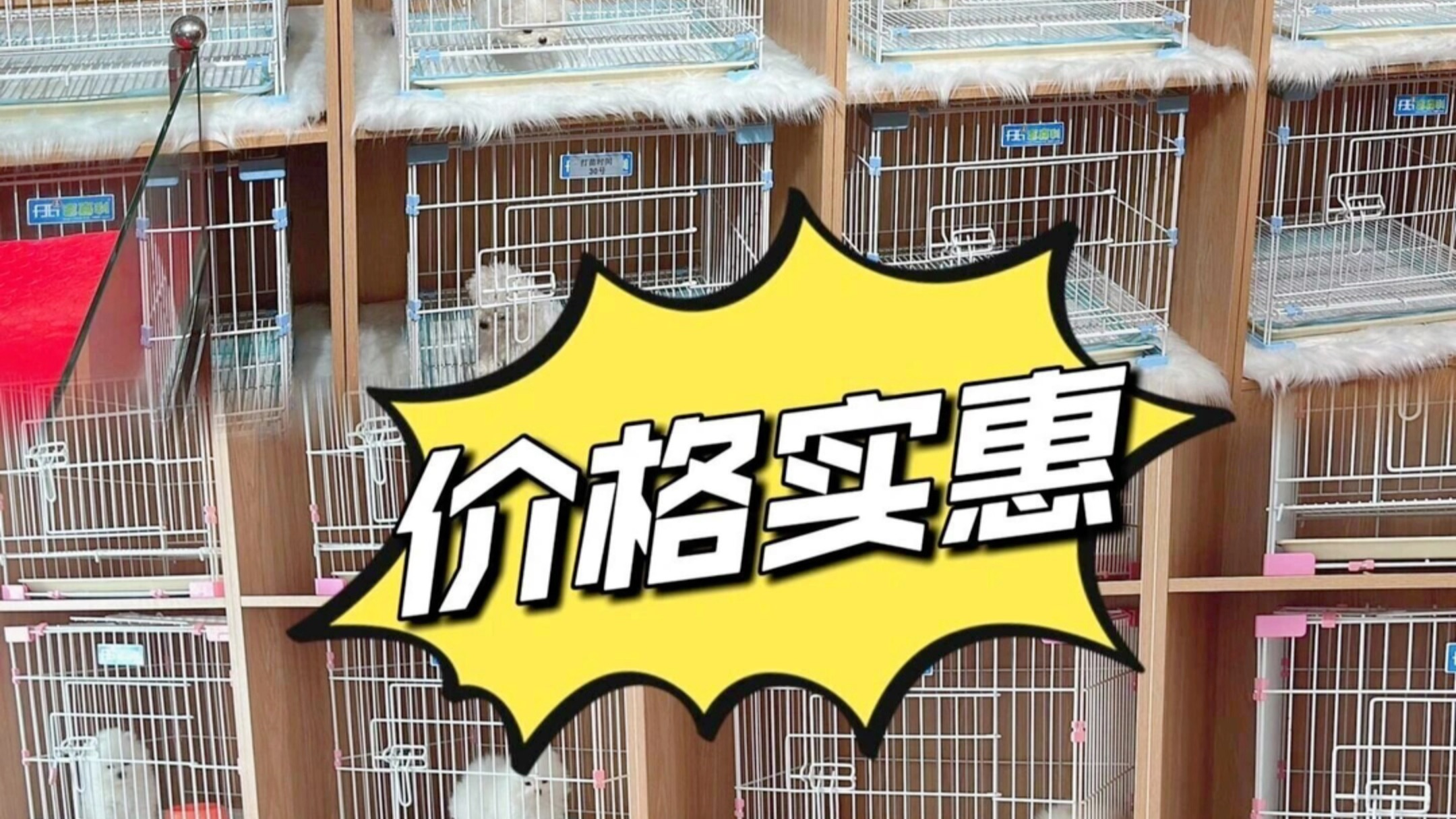 南京最大的猫狗交易市场,南京犬舍猫舍,南京宠物基地哔哩哔哩bilibili