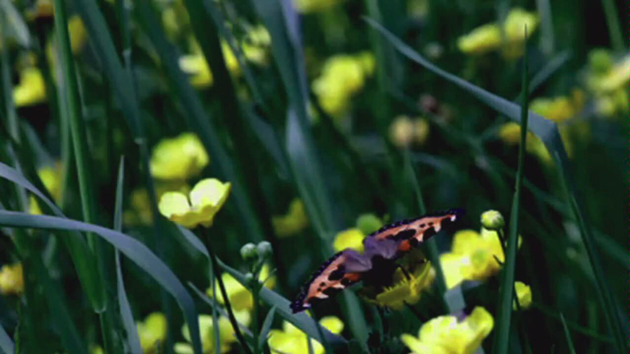 [图]【音悦台】Papillon-Secret Garden-音乐短片