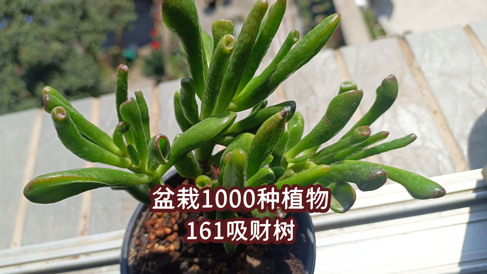 盆栽1000种植物|161 吸财树