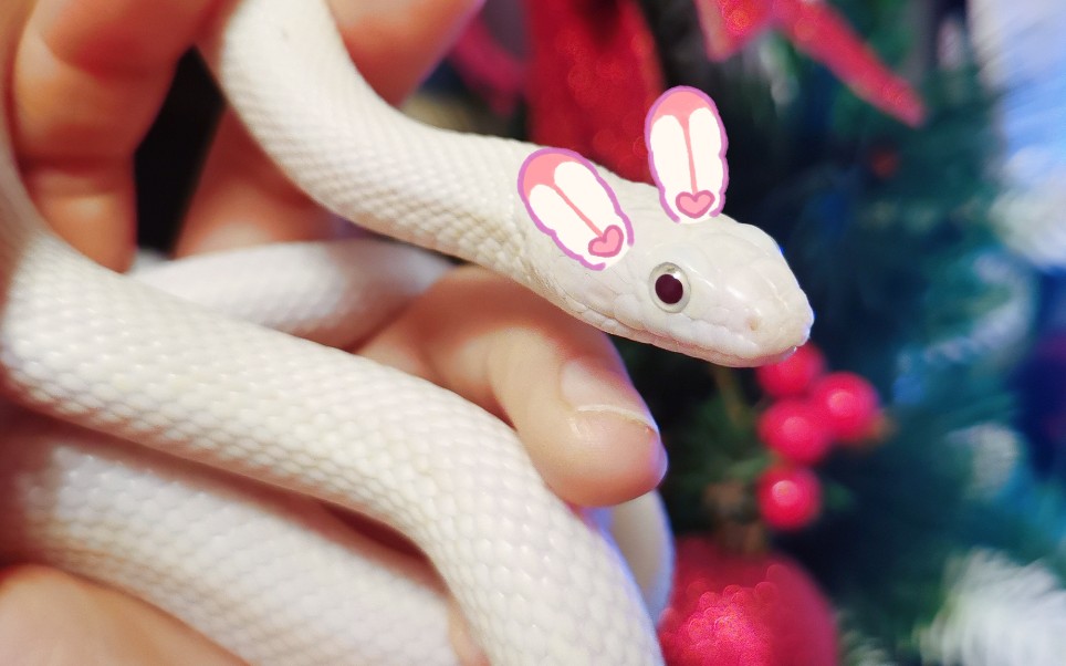 被幸运女神眷顾的蛇蛇～白娘娘(艾莎)_哔哩哔哩_bilibili