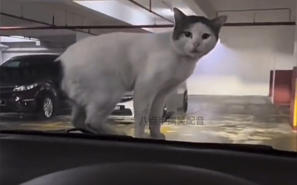 骂骂咧咧的走了