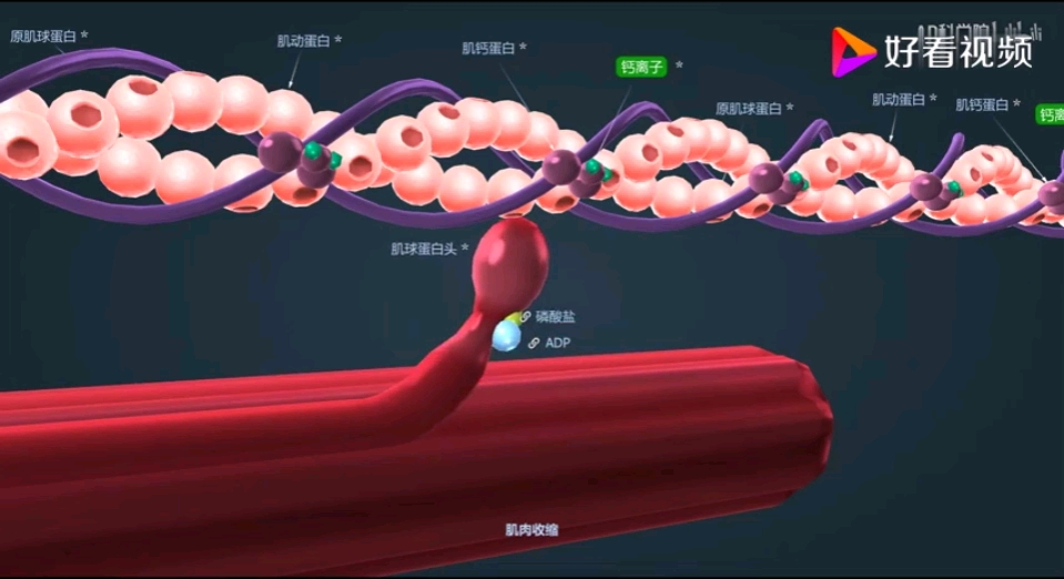 [图]肌丝滑行学说