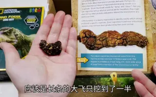 吃货大飞挖恐龙化石图片