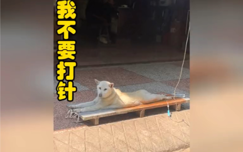 盘点狗子打针搞笑名场面,原来狗子也害怕打针呀