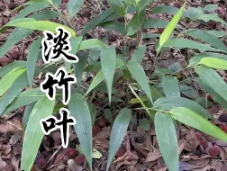 Download Video: 淡竹叶，最早记载于《名医别录》，传统本草！