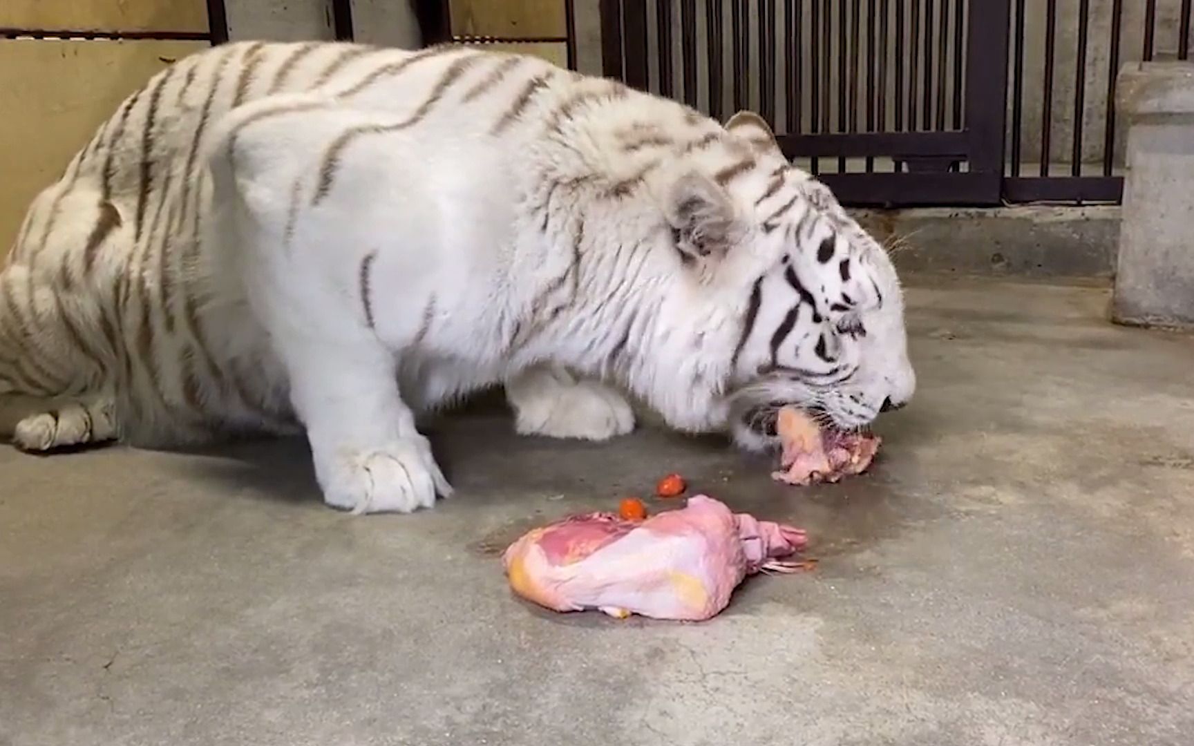 [图]动物园吃货  白虎进食